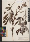 Foto von Salix cinerea L. x Salix phylicifolia L.